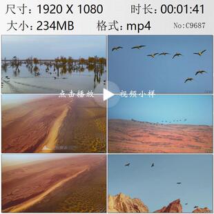 塔里木河湿地大雁黑耳鸢等候鸟飞越沙海红白山特写实拍视频素材