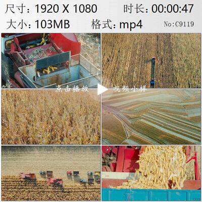 航拍吉林榆树市秋收联合收割机玉米棒子产粮最多县级市视频素材