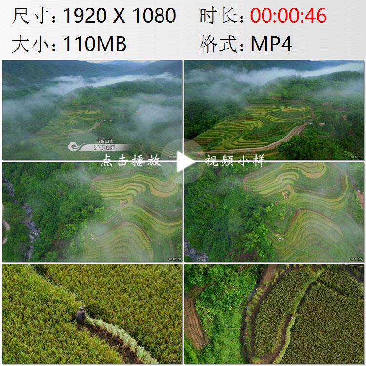 航拍海南五指山市牙胡梯田云雾仙境农民收割水稻高清实拍视频素材