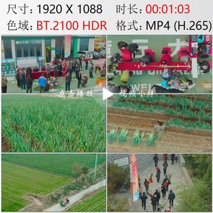 航拍山东济南章丘大葱王争霸赛农民旱地拔葱文化旅游实拍视频素材