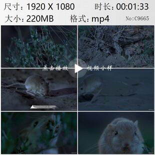 航拍塔克拉玛干沙漠夜空繁星塔里木兔三趾跳鼠夜间觅食视频素材