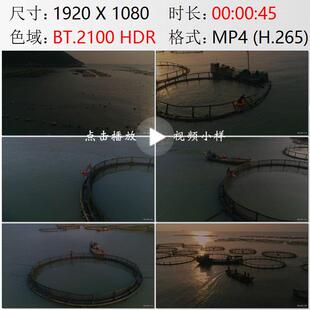 航拍浙江温州南麂岛黄鱼养殖渔民圆形网箱投放鱼苗实拍视频素材