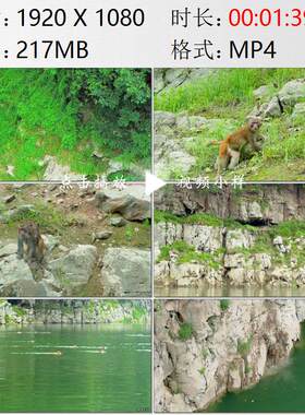 航拍湖南猛洞河两岸山林中猕猴群觅食游泳渡河高清实拍视频素材