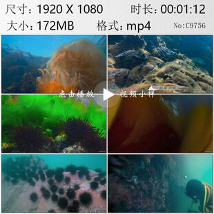 黄渤海海洋生物海蜇鲍鱼海藻海胆潜水员镜头特写高清实拍视频素材