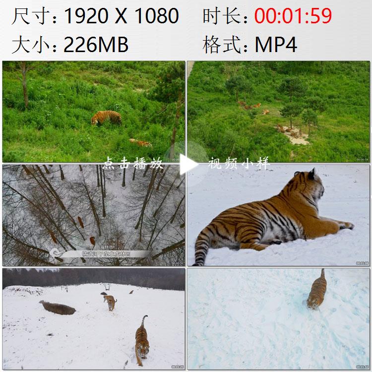 航拍黑龙江哈尔滨市东北虎林园海林市横道河子雪地虎群视频素材