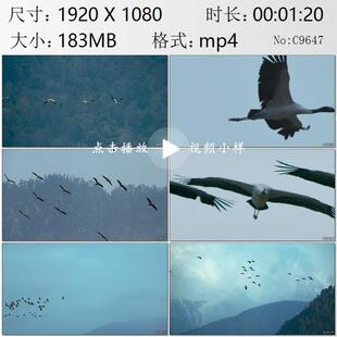 航拍青藏高原黑颈鹤迁徙镜头特写高清实拍视频素材