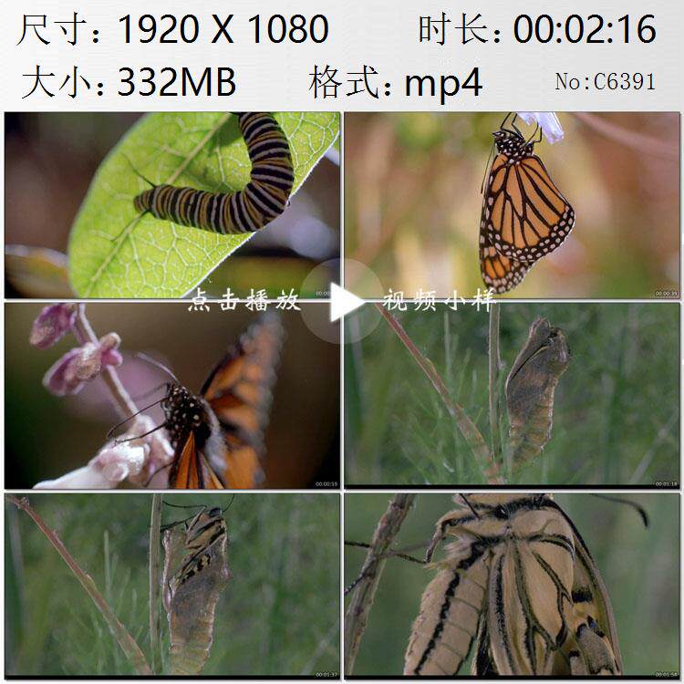 化蝶蜕变从蛹化为蝴蝶生命形态的演变毛毛虫高清实拍视频素材