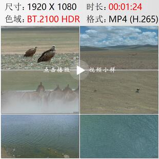 航拍西藏羌塘高原普若岗日兀鹫野驴藏原羚棕熊湖泊鸟群视频素材