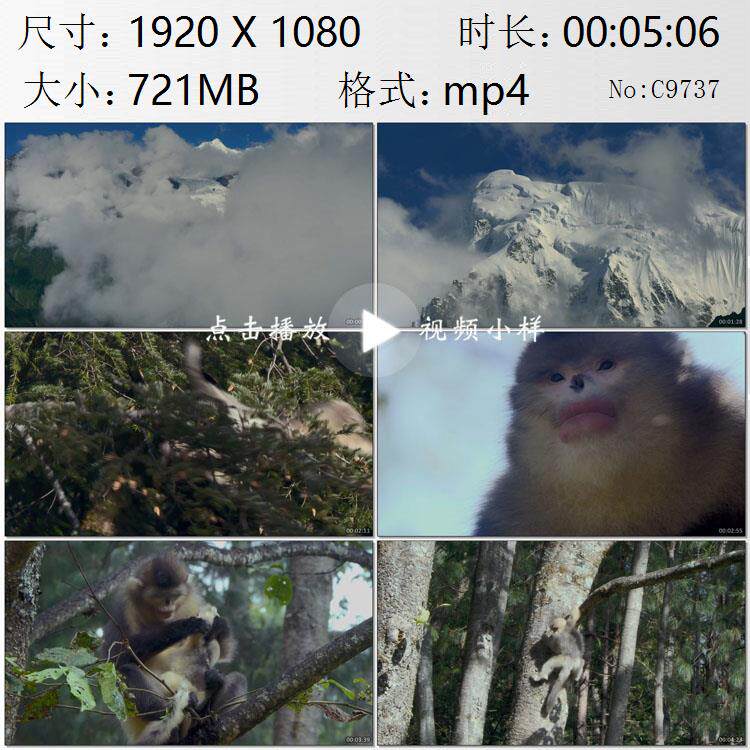 航拍高山云雾仙境梅里雪山滇金丝猴群活动针叶阔叶林实拍视频素材