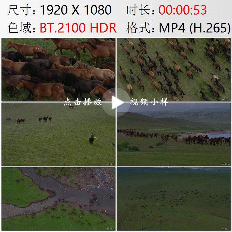 航拍甘肃张掖市山丹军马场草原牧场骏马奔驰高清实拍视频素材