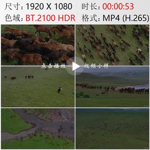 航拍甘肃张掖市山丹军马场草原牧场骏马奔驰高清实拍视频素材