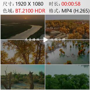 航拍新疆塔里木河轮台胡杨林国家森林公园罗布人村寨实拍视频素材