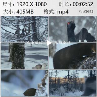 航拍大兴安岭春天雪景全景黑嘴松鸡紫貂求偶驯鹿奔跑实拍视频素材