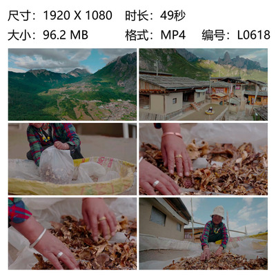 村民晾晒菌菇加工外销甘南扎尕那山村小院分拣干菌俯拍采摘野生菌