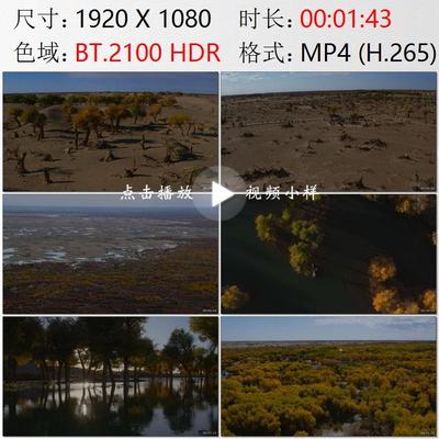 航拍内蒙古戈壁滩胡杨林高清实拍视频素材