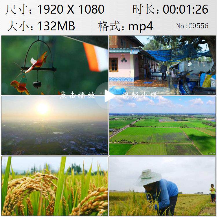 泰国农民老人夫妇骑摩托车到农田人工收割水稻高清实拍视频素材