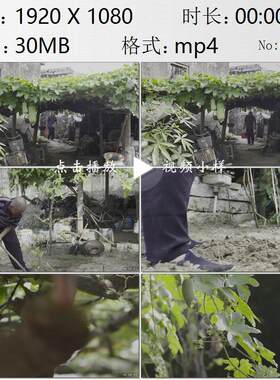 农村农民老汉在自家院子里种植丝瓜蔬菜棚庭院经济实拍视频素材