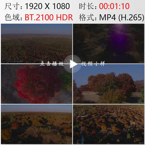 航拍内蒙古通辽乌丹塔拉五角枫森林公园多彩枫树林实拍视频素材