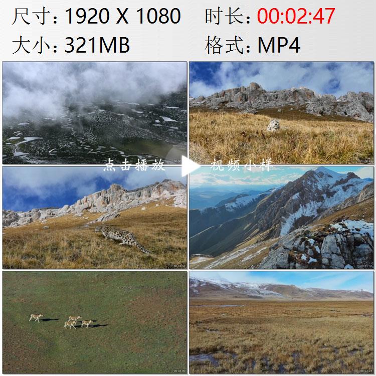 航拍青海唐古拉山三江源国家公园雪豹野生动物保护实拍视频素材