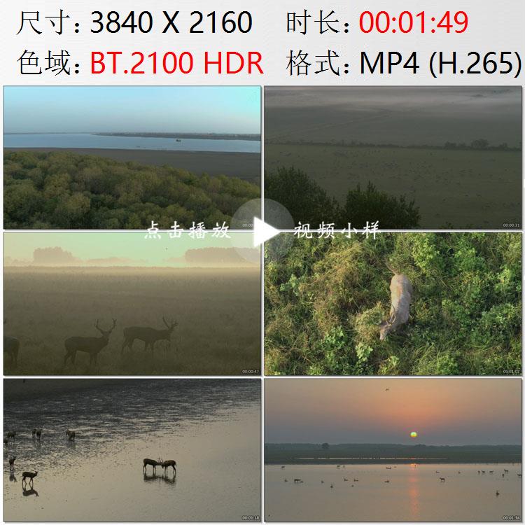 航拍湖北石首市麋鹿国家级自然保护区长江边湿地沼泽实拍视频素材