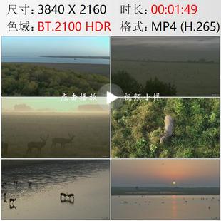 航拍湖北石首市麋鹿国家级自然保护区长江边湿地沼泽实拍视频素材