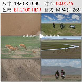 航拍西藏羌塘高原自然保护区管护员巡逻藏羚羊生态文明视频素材