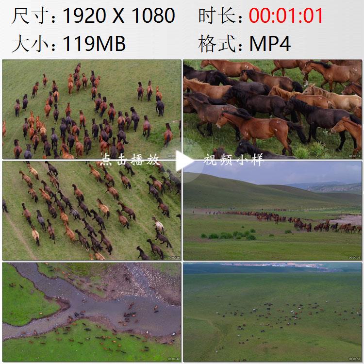 航拍甘肃张掖市山丹军马场草原马群奔跑高清实拍视频素材