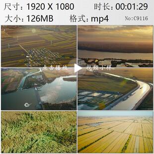 航拍吉林松花江日出水坝水库前郭灌区风吹稻田广袤田野视频素材