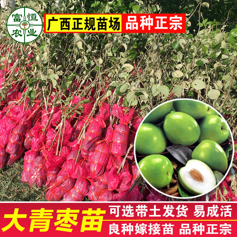 台湾大青枣苗甜枣苗蜜丝枣苗树苗嫁接苗盆栽地栽当年结果南北方种在类目 鲜花速递/花卉仿真/绿植园艺, 花园植物/行道树/果树, 果树中 - 来自Buy2taobao.com提供专业的淘宝代购服务