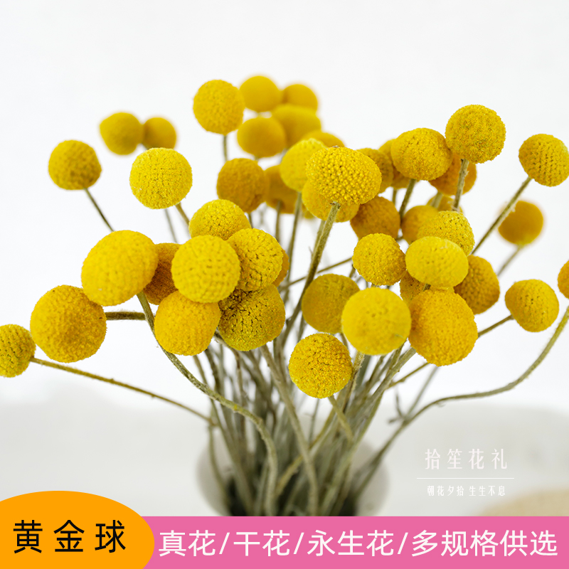 黄金球干花天然干燥花束
