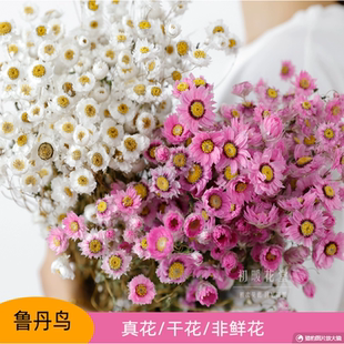 小雏菊鲁丹鸟天然干花花束真客厅摆设小清新拍照道具罗丹斯真花
