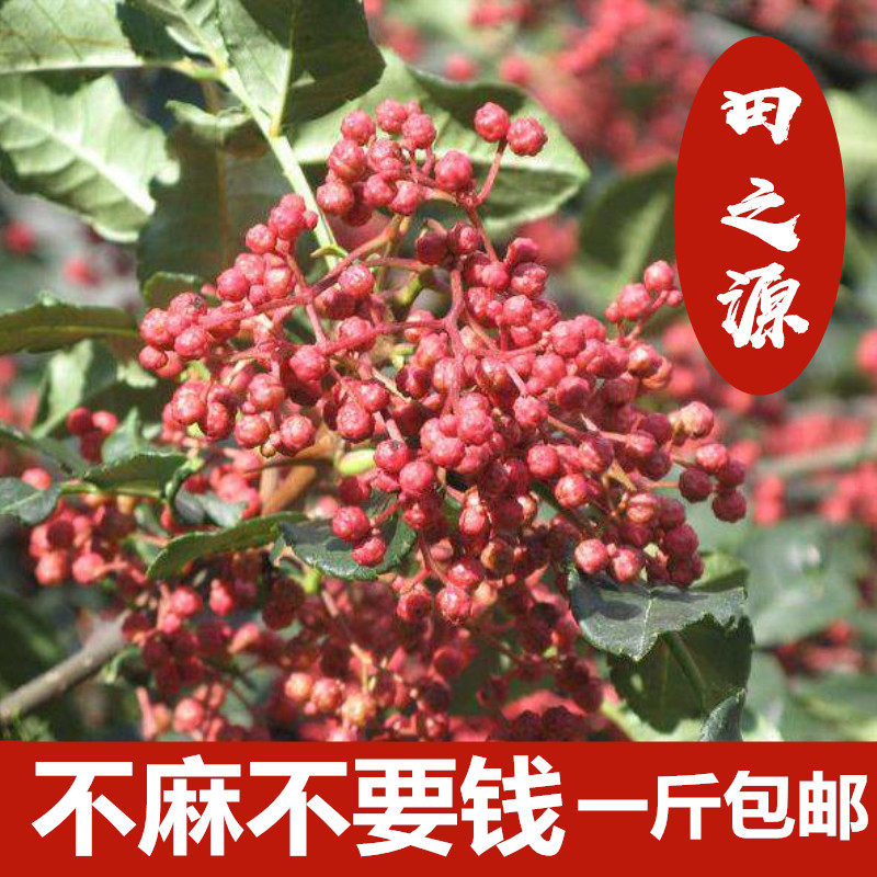 新货干花椒大红袍花椒食用调味品非韩城大红袍陕西合阳特500g包邮