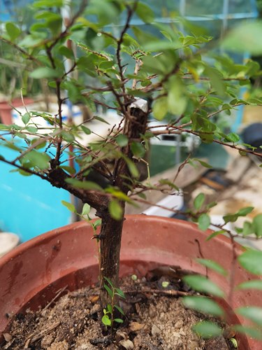 山格木盆景素材小品高好大树型造型适合做小微盆景四季常青