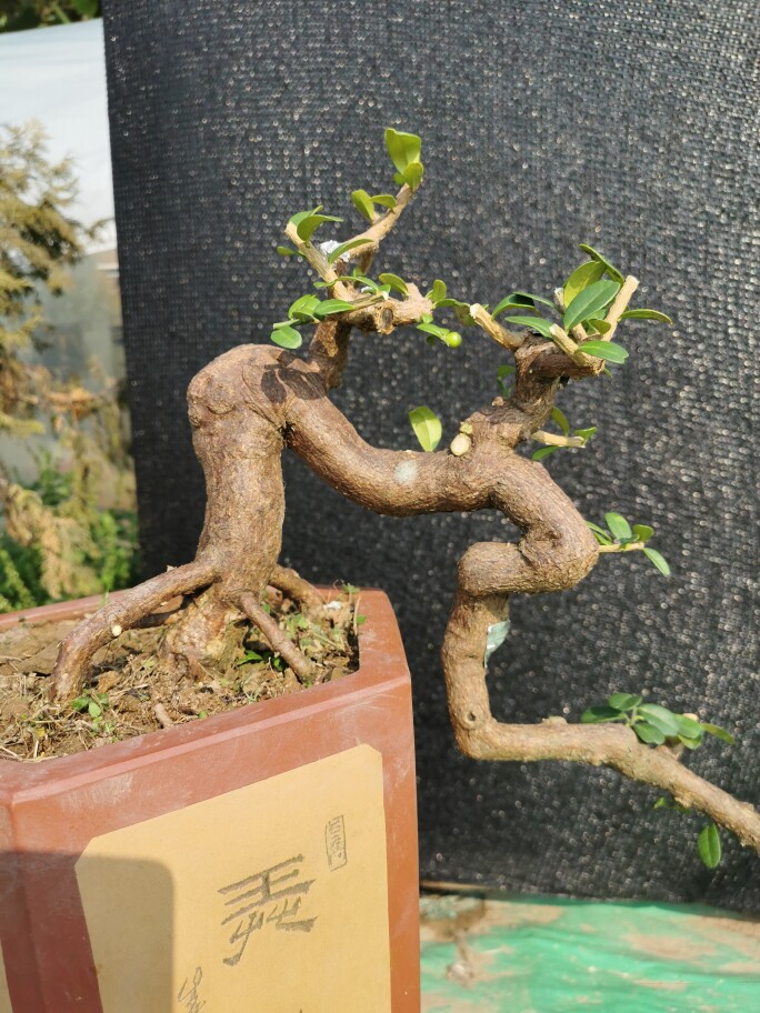 山桔盆景精品悬崖临水造型过渡自然生长旺盛根系发达好养脱盆包邮