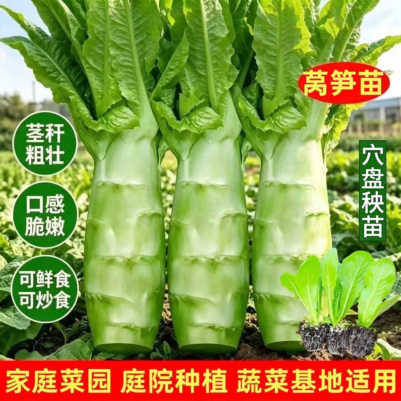 绿莴笋青皮莴苣苗秧苗秋冬四季苗阳台盆栽苗庭院种植耐寒蔬菜好苗