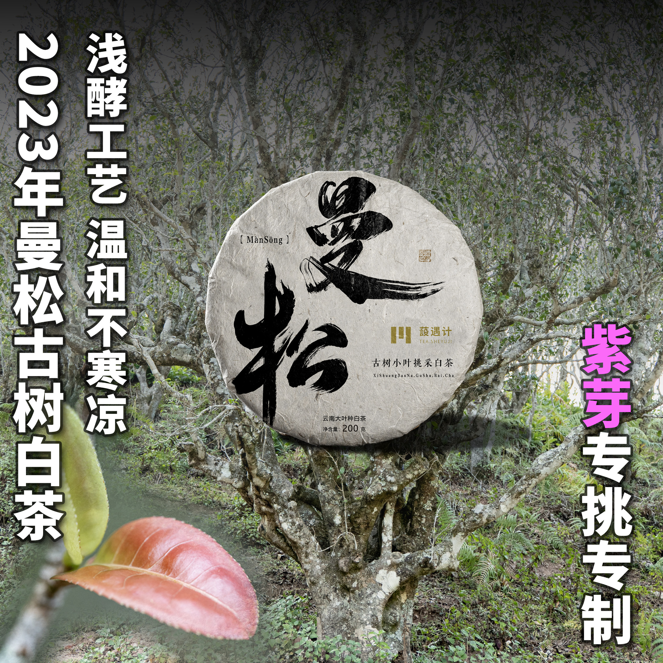 原产地抄底福利 曼松古树白茶春茶2023年云南大叶种茶200克茶饼