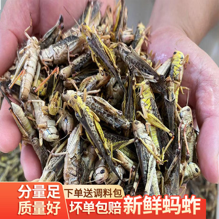 2025新鲜速冻冷冻蚂蚱冰鲜蝗虫蚱蜢无盐公母混合东亚飞蝗可食用