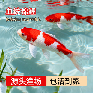 纯种血统锦鲤鱼苗冷水淡水鱼苗观赏鱼金鱼可大型鱼好养耐活红锦鲤