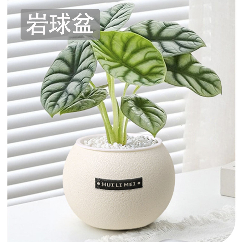 球形花盆简约轻奢高级感小盆桌面