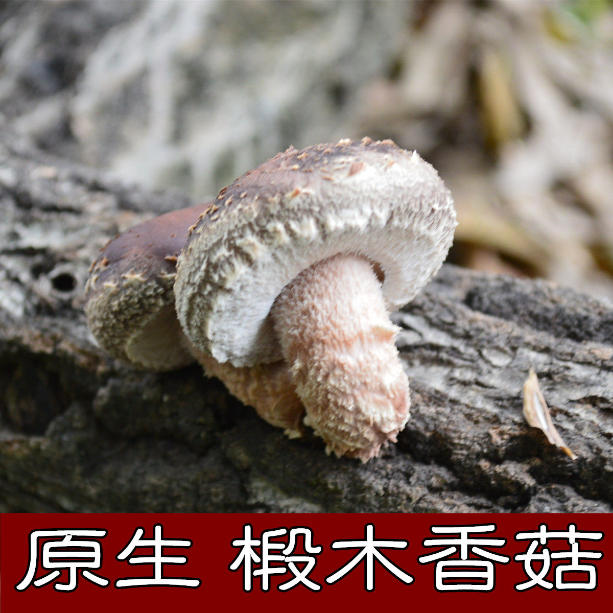 椴木香菇野生冬菇自然生长无膨大剂无化肥农药干货野生菌精品200g