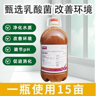 乳酸菌水产养殖鱼虾蟹改善肠道促食抑制弧菌蓝藻净化水质降PH值