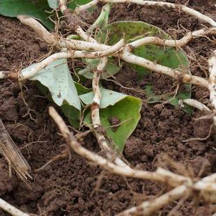 ■现挖带泥■贵州新鲜生态折耳根 鱼腥草一斤〔全店任选2件包邮