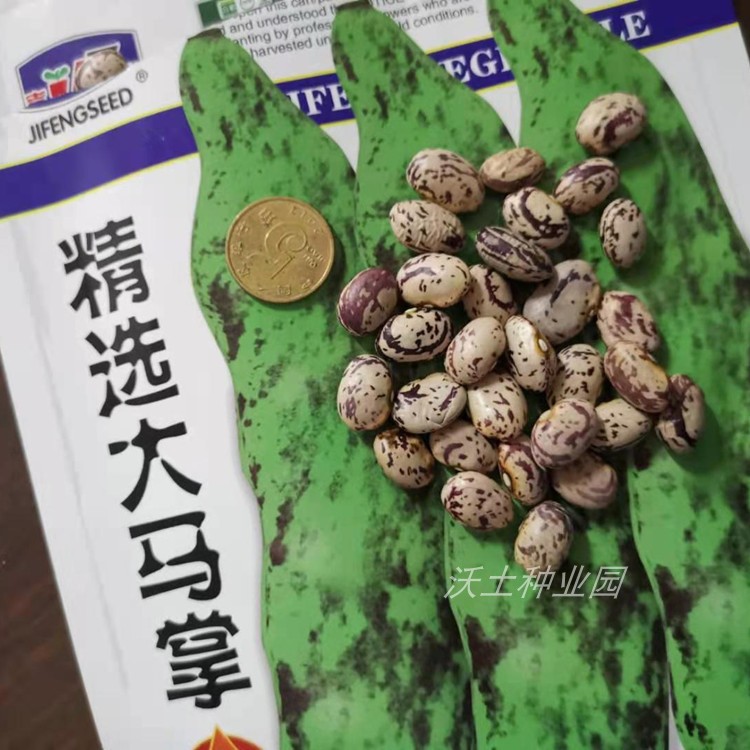 精选大马掌豆角种子东北油豆角好吃产量高老品种一袋包邮吉林