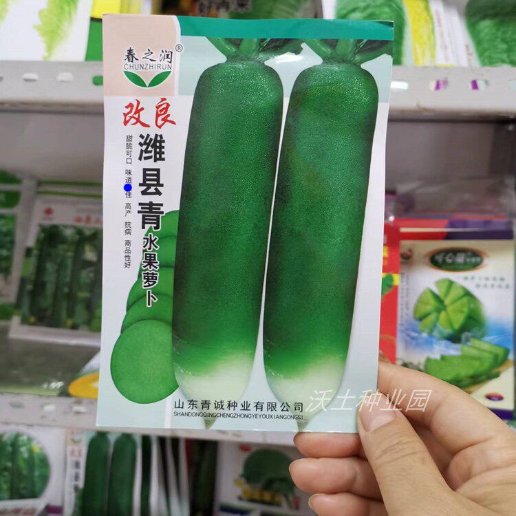 潍县青萝卜种子改良水果味甜脆细长山东萝卜籽包邮高产抗病好吃