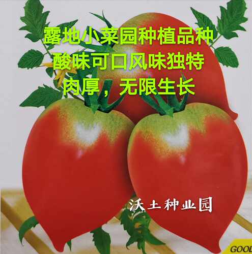 东北老品种小桃柿子吉林长春露地小菜园好吃番茄品种四平小桃