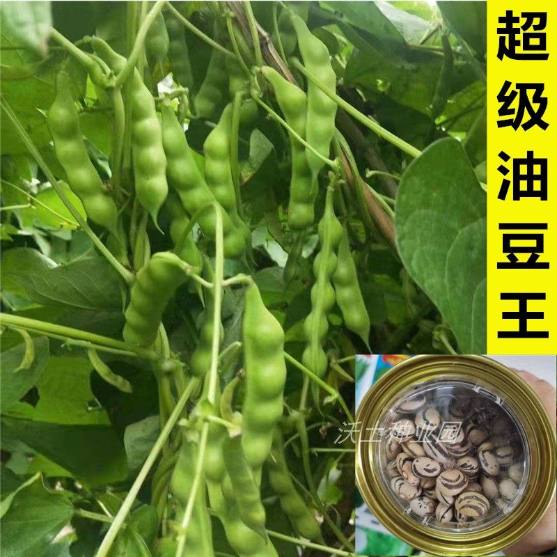 结的特别多超级油豆王豆角种子东北菜籽好吃无筋儿时味道产量高