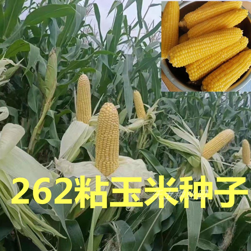 金糯262黄粘玉米种子好吃甜粘黄亮早熟大棒东北粘苞米籽速冻鲜食