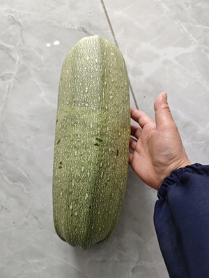 丰抗早西葫芦种子老品种山西大角瓜籽早熟浅绿大棚露地坐果多