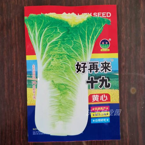 十九大白菜种子东北吉林秋季