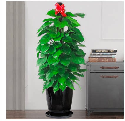 盆景绿植同城速递 1.5米绿萝盆栽室内植物吸甲醛进化空气绿叶盆栽